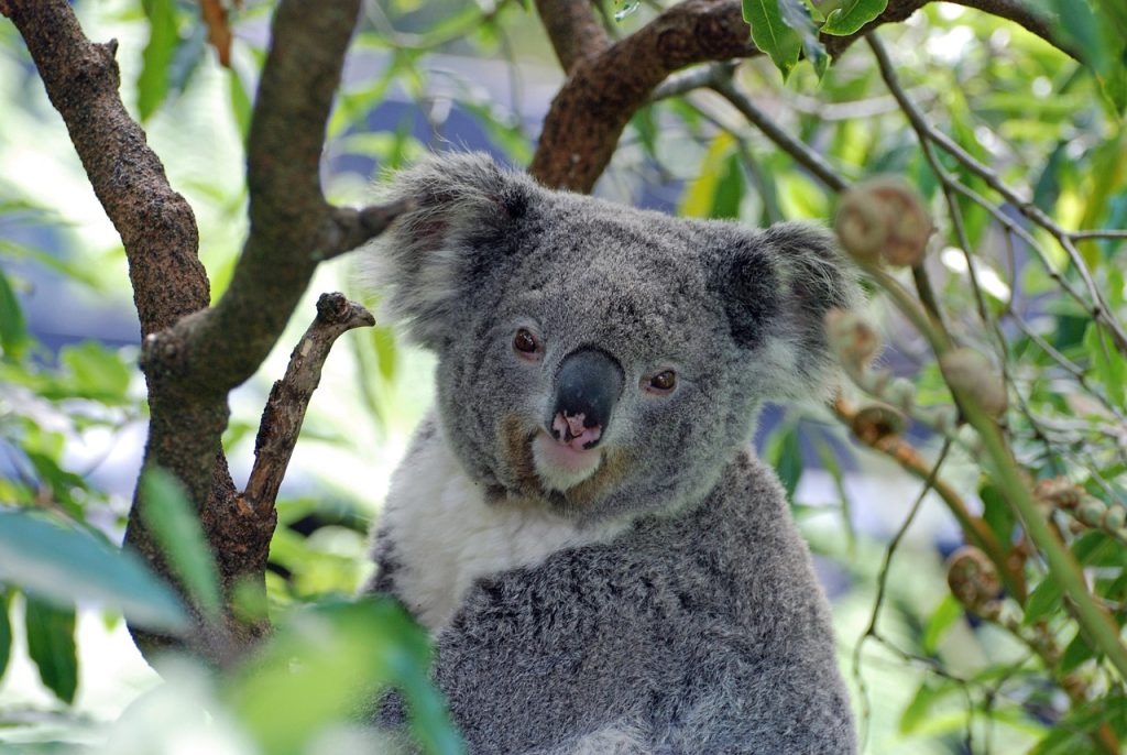 koala